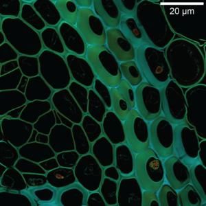 Komplexe Biologie abbilden  Forscher am Istituto Italiano di Tecnologia (IIT) haben eine neue optische Mikroskopiemethode entwickelt, die ein sehr spezifisches Problem in diesem Bereich angeht: das Erzeugen extrem scharfer und detaillierter Bilder von dicken und komplexen biologischen Proben, wie zum Beispiel dem Rhizom von Maiglöckchen (Convallaria majalis) (im Bild).  Das neue Verfahren löst ein bekanntes Problem in der optischen Mikroskopie: die präzise Abbildung dichter und komplexer Strukturen, wie sie in Haut, Gehirn und anderen Geweben vorkommen. Durch die verbesserte Raumauflösung und Bildkontrastierung lassen sich lebende Zellen in hoher Qualität beobachten, selbst in Anwesenheit von Krankheiten. Dies eröffnet neue Möglichkeiten, um die Wirkung von Medikamenten auf lebende Organismen besser zu verstehen. Die Methode nutzt ein Lichtskalpell und spezielle Detektoren, um tief in das Gewebe einzudringen und scharfe Bilder zu erzeugen, ohne die Probe zu beschädigen und ermöglicht somit eine detaillierte Analyse molekularer Prozesse.   Hier gehts zur Originalmeldung Wissenschaftsbild des Tages vom 29.7.2025  (Bild: IIT-Istituto Italiano di Tecnologia)