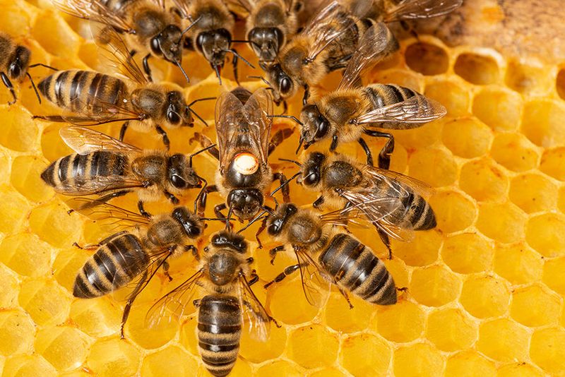 Die Bienenköniginnen (bis 3 Gramm) Als Bienenköniginnen werden weibliche Führungskräfte in einem in der Regel von Männern dominierten Umfeld bezeichnet, die Mitglieder aus ihrem Team (absichtlich) nicht bei ihrer Entwicklung fördern, insbesondere dann, wenn es sich um Frauen handelt. Aktuelle Forschungsergebnisse stützen die Hypothese, dass Frauen an der Macht (die sich wie Bienenköniginnen verhalten nach dem Motto „im Bienenstock kann es nur eine wie mich geben“) hauptsächlich auf ihresgleichen herumzuhacken scheinen. Ein bekanntes Beispiel für den Bienenköniginnen-Effekt ist der Hollywood-Klassiker „Der Teufel trägt Prada“: Neben der narzisstischen Chefredakteurin Miranda Priestly (gespielt von Meryl Streep) gibt es für andere Frauen in ihrem Team keine Möglichkeit, sich zu entfalten – vor allem nicht für die zweite Protagonistin, Mirandas Assistentin Andy (gespielt von Anne Hathaway). (Bild: © Vera Kuttelvaserova - stock.adobe.com)