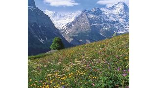 The herbs for Ricola instant teas are grown in the Alpine region of Switzerland, carefully harvested, and then gently processed.  (Picture: Ricola)