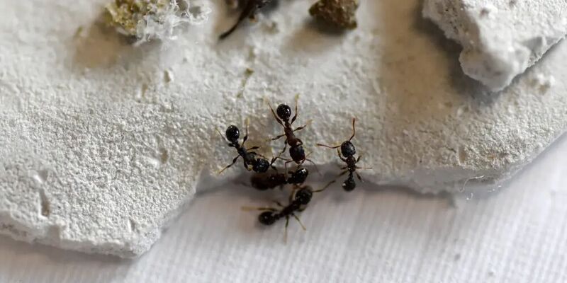 Die Ameisen-Art Tetramorium alpestre lebt in hochalpinen Gebieten.