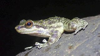  Säbelzahnfrösche (Odontobatrachidae) wurden erst 2014 als eigenständige Familie beschrieben, im 21. Jahrhundert ein sehr seltener Vorgang. Zuvor wurden die Frösche einer zentralafrikanischen Familie zugeordnet. (Bild: Marvin Schäfer)