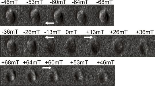 Die magnetokraftmikroskopischen Aufnahmen zeigen ein einzelnes Magnetosom in einem variablen äußeren Magnetfeld, dessen Richtung durch die Pfeile angezeigt wird (in diesem Falle stammt die Aufnahme aus einem Bakterium, die jedoch den Aufnahmen von Lachs-Magnetosomen ähnelt). Das Feld variiert zwischen +/- 68 Millitesla. Dieser Wert ist mehr als das Tausendfache des Erdmagnetfeldes. Die Ummagnetisierung des Magnetosoms äußert sich durch wechselnde Hell-Dunkel-Kontraste. Aufnahmen des Lachs-Magnetosoms finden sich in der PNAS-Veröffentlichung.(Bild:  © Arbeitsgruppe Uwe Hartmann/Universität des Saarlandes)