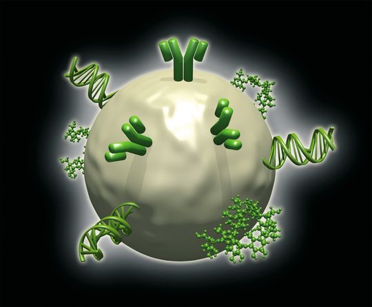 Prinzip der Konjugation von Nanopartikeln mit Funktionsmolekülen Prinzip der Konjugation von Nanopartikeln mit Funktionsmolekülen