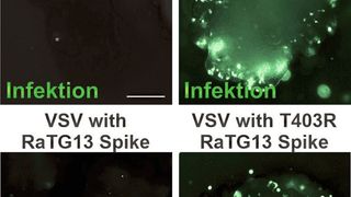 Die fluoreszenzmikroskopischen Aufnahmen zeigen die Infektion von Darm-Organoiden vermittelt durch SARS-CoV-2 Spike-Protein (oben rechts) und durch RatG13 T403R Spike-Protein (unten rechts). (Bild: Fabian Zech / Universität Ulm)