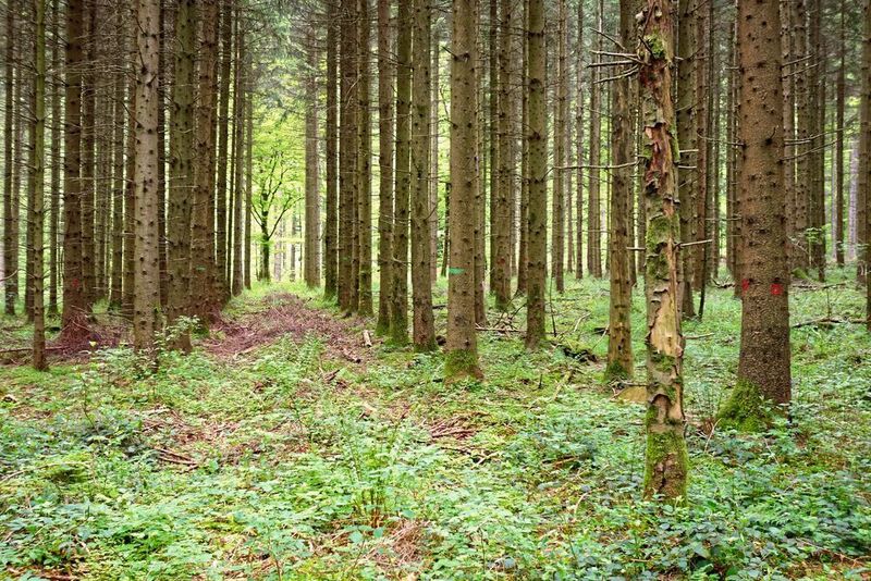 Der Insektenrückgang betrifft sowohl intensiv bewirtschaftete Wälder, wie diesen Fichtenbestand, als auch unbewirtschaftete Waldbestände. (Dr. Sebastian Seibold / TUM)