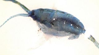 Die blaue Farbe der Ruderfußkrebse aus der Familie der Pontelliden schützt die Tiere vor der starken UV-Strahlung an der Meeresoberfläche. (Janina Rahlff)