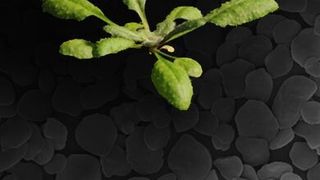 Forscher haben in der Ackerschmalwand einen Faktoren entdeckt, der die Bildung von Stärke massgeblich beeinflusst. (Bild: ETH Zürich/Seung D et al. 2015)