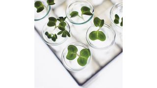 The market demand for bio-based material is rapidly increasing due to a strong focus on sustainable chemistry and renewable raw materials. (Andrew Douglas/ Perstorp)