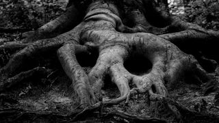 Die Wurzel muss stabil und gesund sein, auch bei den Servern in einem Rechenzentrum.  (Bild: frei lizenziert:  David Scharzenberg)