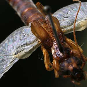 (Jakob Faber / ETH Zürich)