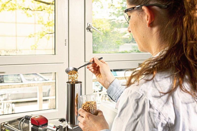 Mit dem Extrusionsverfahren untersuchen Forschende des KIT die Backeigenschaften von Mehlen aus Insektenpulver.  (Markus Breig, KIT)
