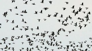 Vogelschwärme sind nicht selten der Grund für Unfälle an Flughäfen gewesen. (Bild: Pixabay)