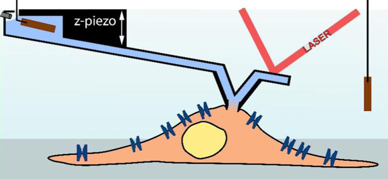 Eine flüssigkeitsgefüllte Rasterelektronenmikroskopie-Messnadel (hellblau) dient als Pipette zur Messung einer Zelle (hellbraun; schematische Darstellung). (Grafik: Ossola D et al. Nano Letters 2015 / Copyright American Chemical Society)