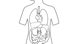 The gut microbiome also plays a key role in the health of our brain. (Source: free licensed)