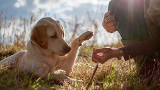 Hunden kann man nichts vormachen, heißt es. Sie durchschauen uns immer. Doch verstehen sie wirklich unsere Absichten? Das hat ein Forscherteam nun anhand von Verhaltensstudien untersucht. (©tierfotosheinig - stock.adobe.com)