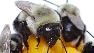 Genomanalysen können zu wichtigen Maßnahmen für die Erhaltung von Bienenarten führen. (Bild: Ben M. Saad)