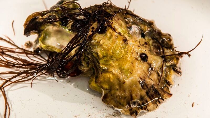 Die Pazifische Auster (Crassostrea gigas) wird seit 1986 vor Sylt gezüchtet. 1991 fand man die ersten Exemplare im Wattenmeer außerhalb der Kultur. Foto: A (Alfred-Wegener-Institut / Tina Wagner )