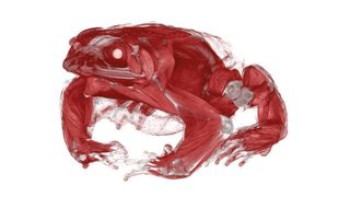 Überlagerte Visualisierung von Knochenbau und Muskulatur einer Erdkröte aus zwei CT-Scans (YXLON International)