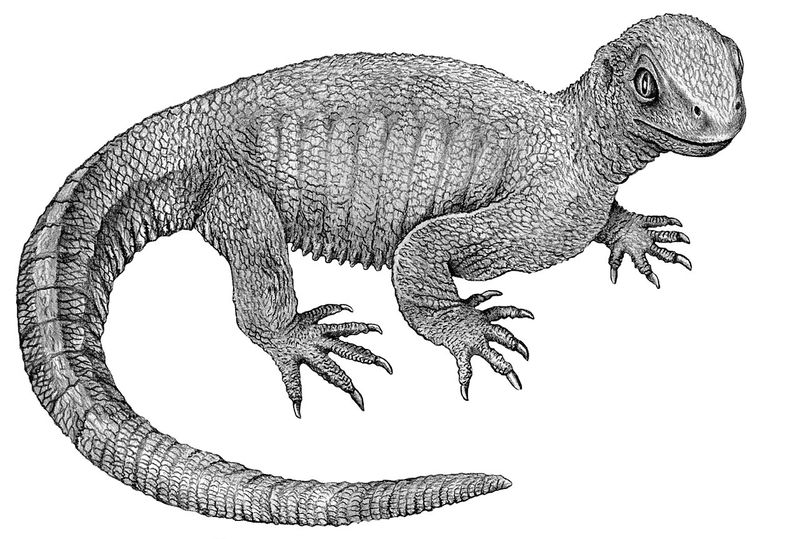 Wie die Schildkröte zum Panzer kam – Forschungsprojekt   Eine der großen offenen Fragen der Evolutionsbiologie ist, wie Schildkröten ursprünglich entstanden sind und wo sie im Stammbaum des Lebens einzuordnen sind. Eine neue Forschungsgruppe widmet sich nun speziell diesem Thema. Die Gruppe „Turtle Origins“ unter der Leitung von Dr. Stephan Spiekman ist am Staatlichen Museum für Naturkunde Stuttgart (SMNS) und an der Universität Hohenheim angesiedelt.  Das neue Projekt untersucht verschiedene Aspekte der Biologie früher Schildkröten, um ein Szenario für die Evolution ihres einzigartigen Körperbaus zu entwickeln. Ein Schwerpunkt liegt auf Pappochelys rosinae (s. Bild) aus der mittleren Trias bei Vellberg in Baden-Württemberg. Obwohl sie noch keinen Panzer hatte, zeigte sie bereits Merkmale, die sie als Bindeglied zwischen Schildkröten und anderen Reptilien ausweisen.  Hier geht‘s zur Originalmeldung Wissenschaftsbild des Tages vom 16.6.2026  (Bild: Rainer Schoch)