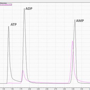 Abbildung 1: Chromatogramm der jeweils ersten Injektion einer Mischung von ATP, ADP und AMP auf einem Nexera XS inert System mit metallfreier Säule (schwarz) und der gleichen Probe in einem nicht inerten UHPLC-System (pink). (Bild:  Shimadzu)