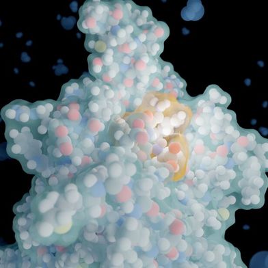 Pflanzliche Proteine stärker zu nutzen, wäre gut, aber sie können bittere Peptide enthalten. Mit einer neuen KI lässt sich ihr Geschmack nun aber vorhersagen, um gezielt die richtigen Peptide herzustellen. Das Bild zeigt die Rezeptortasche für Bitteres mit gebundenem Tripeptid (gelblich). (Bild: F. Bößl / Leibniz-LSB)
