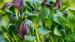 Insight into the many dimensions of chemical exposure.  (Pixabay)