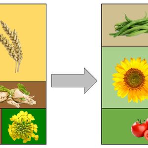 It's all about crop diversification on fields: cultivating many different crop plants provides better living conditions for the natural enemies of aphids.