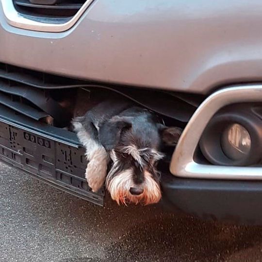 Der Zwergschnauzer Tero blieb bei dem Vorfall glücklicherweise unverletzt.(Bild:  Polizei Harburg)