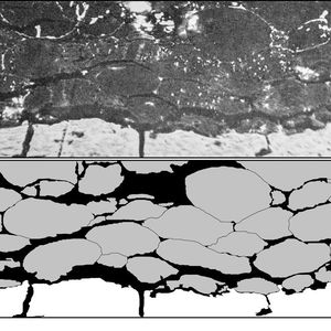 Mikroskopisches Bild weißer Fettzellen aus dem acht Millionen Jahre alten Skelett des Menschenaffen Oreopithecus bamboli aus der Toskana (Baccinello, Italien). Oben: Der Gesteinsanschliff zeigt die dicht gepackten Zellverbände. Unten: Grafische Umsetzung.