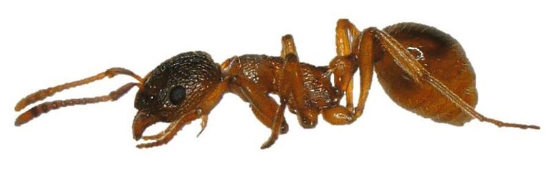 Auf Ameisen der Art Myrmica rubra beeinflusst das Verhältnis von festen und flüssigen Bestandteilen die Funktionsfähigkeit ihrer Kohlenwasserstoffschicht  – als Austrocknungsschutz und als Kommunikationssignal.  (Philipp Sprenger, JGU)