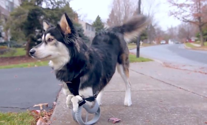 Hund Derby ist mit deformierten Vorderpfoten geboren worden. Das kann er beim Laufen mittlerweile fast vergessen – dank seiner Prothesen aus dem 3D-Drucker, mit denen er täglich mehrere Kilometer zurücklegt. (Bild: 3D Systems)