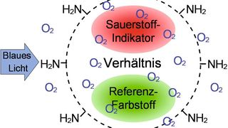 Abb. 1: Schemazeichnung der RGB-PEBBLEs zur ratiometrischen Messung von Sauerstoff.  (Bild: H.-H. Gorris/ Uni Regensburg)