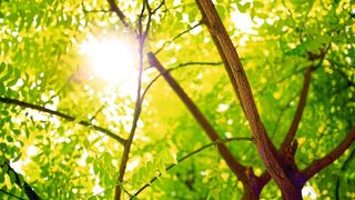 Je mehr CO2 in der Luft, desto stärker arbeitet die Photosysnthese der Pflanzen, die wiederum mehr CO2 in Biomasse bindet. Doch dieser Düngeeffekt ist begrenzt und schon seit Jahrzehnten rückläufig, wei eine neue Studie nahelegt. (gemeinfrei, D. Jameson RAGE)