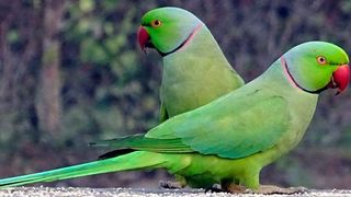 60307098v2 (Bild: Pixabay, CC0 Public Domain)