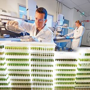 Moderne Pflanzenzüchtung: Mit vollautomatischen Genanalysen und molekularen Markern untersuchen  Forscher im Nunhems-Biotechnologielabor Proben von mehreren Tausend Pflanzen pro Tag.