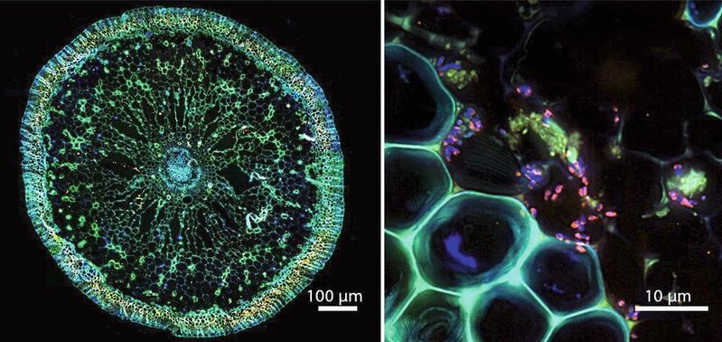 Die Symbiose unter dem Mikroskop: Links ein Querschnitt durch eine Seegraswurzel, rechts eine Fluoreszenzaufnahme der Bakterien (in pink) im Inneren der Seegraswurzel.