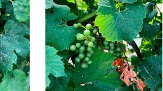 Results from the 2019 field trial programme included > 50 efficacy trials against major pests and took place across the United States and key European countries.  (Biotalys)