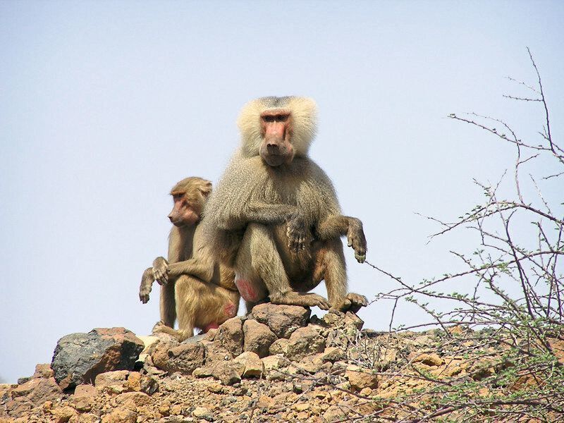 Weiblicher (links) und männlicher Mantelpavian (Papio hamadryas) in der Küstenwüste Eritreas (Dietmar Zinner/Deutsches Primatenzentrum)