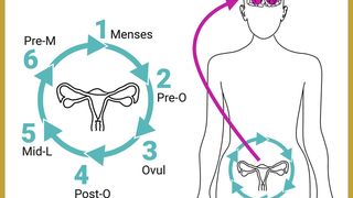 Die Forscherinnen haben das Gehirn der Frauen nicht nur zu einem bestimmten Zeitpunkt untersucht, sondern an sechs verschiedenen Zeitpunkten während des Menstruationszyklus. (Bild: MPI CBS)