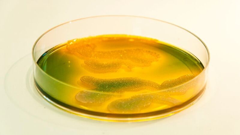 Vibrionen können sowohl Menschen als auch Austern gefährlich werden.  (Alfred-Wegener-Institut / Tina Wagner )