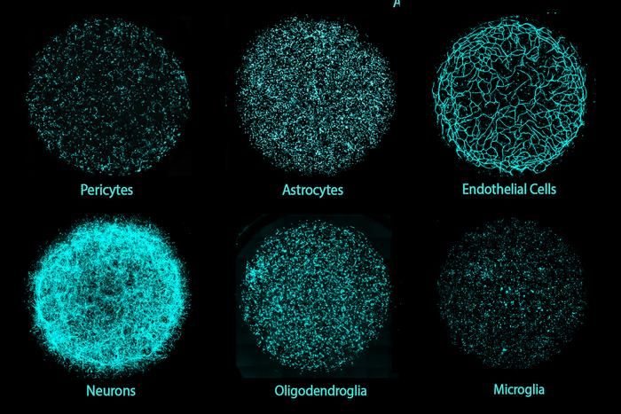 Das Gehirn: 6 Arten von Zellen  MIT-Forschende haben mit miBrains eine neue 3D-Gehirngewebeplattform entwickelt, die erstmals alle sechs Hauptzelltypen des menschlichen Gehirns in einer Kultur integriert. Die Modelle beinhalten Neuronen, verschiedene Gliazellen und Gefäßbestandteile und entstehen aus induzierten pluripotenten Stammzellen einzelner Spender. Die Modelle sind anpassbar, in großer Zahl herstellbar und sollen Tierversuche verringern sowie die Medikamentenentwicklung beschleunigen. Die Zellen ordnen sich zu funktionierenden Einheiten, ähnlich wie im echten Gehirn.  In einem ersten Test untersuchte das Team das Alzheimer-Risikogen APOE4: Erst das Zusammenspiel von APOE4-Astrozyten mit Immunzellen (Mikroglia) führte zur Anhäufung der typischen Eiweiße Amyloid und verändertem Tau. Ohne Mikroglia ging das Tau deutlich zurück. Das zeigt, wie wichtig Zellwechselwirkungen für die Krankheit sind.  Dank des modularen Aufbaus lassen sich patientennahe Krankheitsmodelle und präzisere Wirkstofftests erstellen. Als Nächstes wollen die Forschenden Blutfluss nachbilden und Messungen weiter verfeinern – ein Schritt hin zu personalisierter Medizin. Hier gehts zur Originalmeldung Wissenschaftsbild des Tages vom 30.10.2025  (Bild: MIT Picower Institute/Koch Institute)