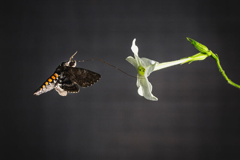Ein Tabkschwärmer (Manduca sexta) saugt Nektar aus der Blüte des Tabaks Nicotiana alata. Die Länge des Blütenkelchs passt perfekt zur Saugrüssellänge der Motte. (Bild: Anna Schroll)