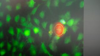 mikroroboter (Quelle: TUM)