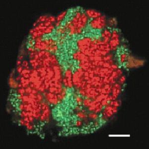 Laser-scanning mikroskopische Aufnahme des Ethanabbauers Ethanoperedens thermophilum (rot) und seines Partnerbakteriums Desulfofervidus auxilii (grün). Zur Identifizierung und Visualisierung werden die Organismen mit einer fluoreszenzmarkierten Gen-Sonde spezifisch eingefärbt. Der weiße Balken entspricht 10 µm. Im Labor bilden sich Konsortien bis zu einer Größe von mehreren 100 µm im Durchmesser.(Bild:  Max-Planck-Institut für Marine Mikrobiologie/Cedric Hahn)