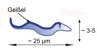 Bei den einzelligen Trypanosomen ist die Geissel auf der gesamten Länge der Zelle mit ihr verbunden.  (Bild: MPIDS)