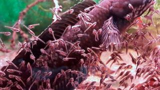 Snakehead male guarding his fry.  (Valter Weijola)