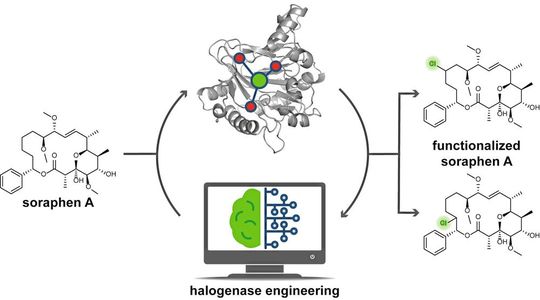 Mit einem Algorithmus finden Forscher der ZHAW Enzyme, die potenziell für die Industrie vorteilhafte Eigenschaften aufweisen. So optimierten sie beispielsweise das Fungizid Soraphen A mit einem vom Algorithmus vorgschlagenen Enzym. Mit einem Algorithmus finden Forscher der ZHAW Enzyme, die potenziell für die Industrie vorteilhafte Eigenschaften aufweisen. So optimierten sie beispielsweise das Fungizid Soraphen A mit einem vom Algorithmus vorgschlagenen Enzym.