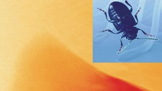 Mit fließenden Füßen der Schwerkraft trotzen: Winzige Härchen an den Käferfüßen fließen in Kontakt mit Oberflächen und vergrößern die Haftung. Bild: Uni Bochum (Archiv: Vogel Business Media)