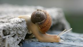 An ordinary garden snail produces an astonishing variety of mucus types using just one molecular building block. (Source: TCartdesign)