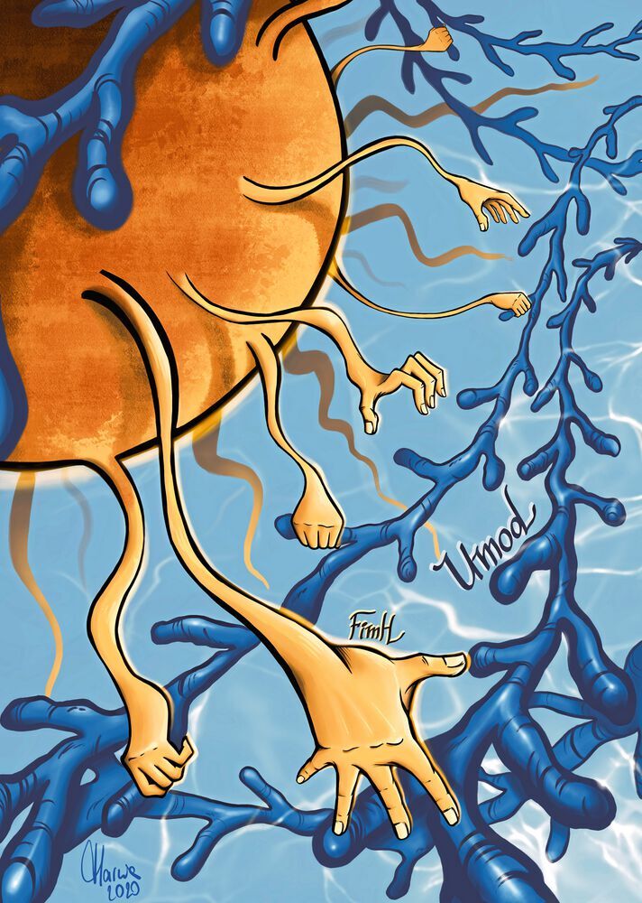 Illustration, wie die Uromodulin-​Filamente (blau) über die Pili (orange) an die E. coli-​Bakterien (braun) binden. Auf diese Weise schirmt das Uromodulin die Erreger ab.